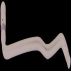 Engine Coolant Vent Line